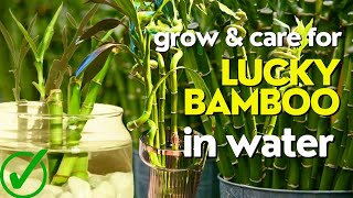 Secrets to Growing Lucky Bamboo in Water  How to take care of bamboo plant indoor [upl. by Ynohtnaed]