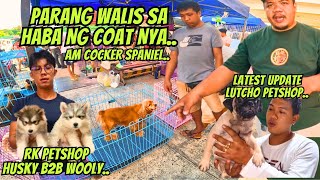 ITO YUNG MALASHOW TYPE NA COCKER SPANIEL NAPAKA MURA LANG [upl. by Razec89]