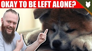 Can My AKITA Be Left Alone [upl. by Gilligan]