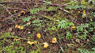 Large Chanterelle Mushroom Patch  Washington State [upl. by Assanav]