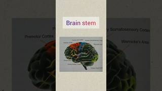 Brain stem anatomy brainstem medico brain mbbs bams bhms medicos medicostudent shots [upl. by Eliason]