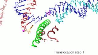 A movie of RNA Polymerase II transcription [upl. by Dao524]