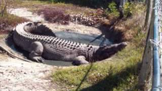 largest taxidermied crocodile [upl. by Ahsennek]