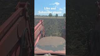 Planting a mixture of LabLab and Forage Sorghum [upl. by Atteynot]