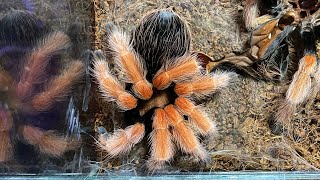 Mexican Fireleg Tarantula Molting Brachypelma Boehmei Timelapse [upl. by Markman]