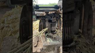 Traditional Jaggery Making  Jaggery Making Process from Sugarcane food shorts [upl. by Fuchs]