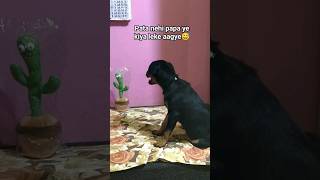 she is so confused 🤣 doglover viral shorts rottweiler [upl. by Inavihs777]