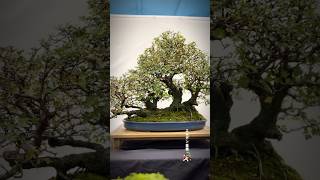 Hawthorn raft Heathrow Bonsai Show 2024 bonsai bonsaitree bonsaishow bonsaiart tree bonsailife [upl. by Paige479]