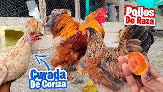 Las Gallinas de Raza  Revisamos los huevos de Kikiriki  Curamos la Coriza por fin😱 [upl. by Dier985]