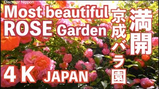 4k Most Beautiful Rose Garden in the World 京成バラ園 ローズガーデン 薔薇園 植物園 バラ祭り Japan Keisei garden Japan [upl. by Thrift]