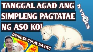 PINAKAMABISANG GAMOT SA SIMPLENG PAGTATAE NG ASOGULAY LANG HONEST VLOG [upl. by Oiliruam]