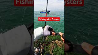 Fishing with Oysters on the Hook  Unique Fishing Technique Explained  shorts fish educational [upl. by Ettevets]