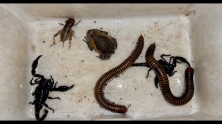 During Downpour I Catch Sweet Giant Millipedes Rain Frog One Cricket and Black Scorpions So Love [upl. by Tnelc445]