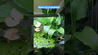 Beautiful Peace Lily growing out of aquarium aquarium aquaterrarium fishtank [upl. by Allsun]