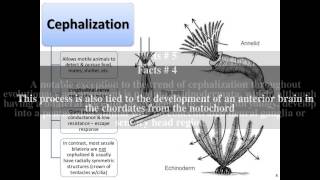 Cephalization Top  7 Facts [upl. by Giovanna]