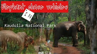 Elephants chase vehicles [upl. by Ylyl]