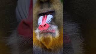 Mandrills Nature’s Most Colorful and Social Primates 🐒🌈 mandrill [upl. by Eigriv]