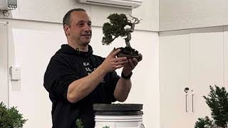 Bonsai Critique Shimpaku junipers at the Yarra Valley Bonsai Society meeting July 2024 [upl. by Narut]