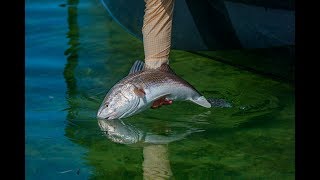 Saltwater Experience S14E3 quotLower Keys Redbonesquot Year [upl. by Sylvie964]