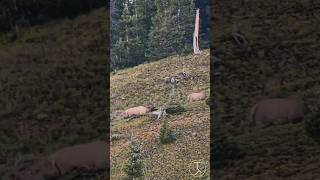 Bull and cow headed up elk [upl. by Genaro]