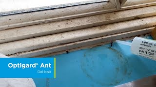 How to Apply Optigard Ant Gel Bait for Carpenter Ants [upl. by Ruscio]