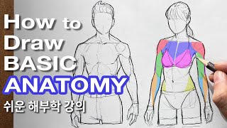 How to Draw a Basic Anatomy for beginners  Tutorial [upl. by Annawoj]