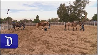 Touring Circle D Ranch Home to the Horses of the Disneyland Resort [upl. by Ponce880]