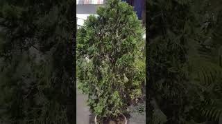 Long Mor Pankhi plant  benefits vastu tips  gardening  plant  you tube short video [upl. by Aile]