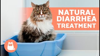 7 HOME REMEDIES for DIARRHEA in CATS 🐱✅ How to TREAT DIARRHEA in CATS [upl. by Gabrielle]