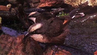 Australian native Greycrowned Babblers calling and bathing [upl. by Onitnas708]