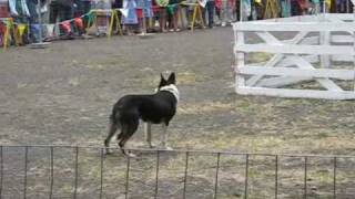 Border Collies Sheep Herding at the Portland Highland Festival 2008 [upl. by Eceirahs]