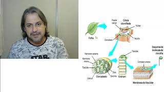 Fotossíntese Etapas da Fotossíntese  Fase Clara E Escura [upl. by Adest]
