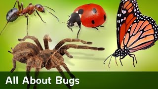 All About Bugs [upl. by Aicile]