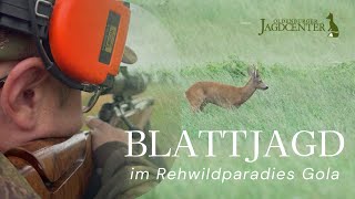 Blattjagd im Rehwildparadies Gola  Traumgewehr Sauer 505 [upl. by Bertsche]