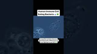 Human Immune Cell Eating Bacteria microbiology [upl. by Aisor19]