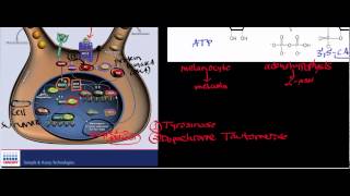 Melanocyte Physiology amp Biosignaling [upl. by Chuck]