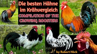 Compilation of crowing roosters Serveral breeds Silkie Langshan Faverolles Marans Pekin bantam [upl. by Adnahcir340]