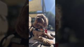 Capcut edit cockapoo Dog Training fun cute cockapoolife [upl. by Aryhs]