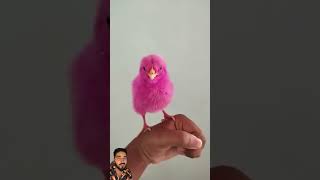 Cute Pink Color Chicken  Colourful Chicks  World Cutest Chicks  RidoyMarbleRunk2k [upl. by Rojam]