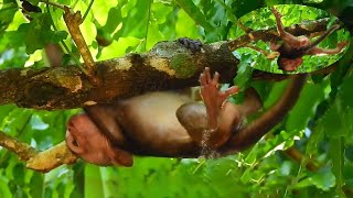 Baby monkey cries loudly because it is hung on a tree mother monkey is indifferent when seeing it [upl. by Nyltyak]