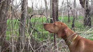 Durite Vizsla dog amp puppy breeder info [upl. by Hannahc]