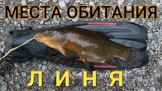 Подводная охота Места обитания линя Линь Щука Нападения бобра 2020 Underwater hunting in Sweden [upl. by Gowrie]