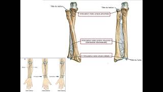 Anatomie du Coude Structures Mouvements et Fonctions Musculaires [upl. by Yereffej472]