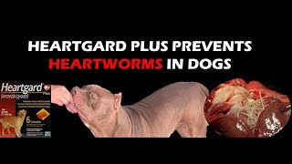 Heartgard Plus Prevents Heartworms in Dogs [upl. by Yreme]