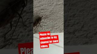 Very dangerous insecttDkasallinonevlogs [upl. by Collier]