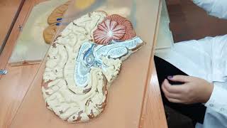 Neuroanatomy quotDiencephalon and Mesencephalonquot [upl. by Lorien541]