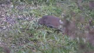 Common Vole Enjoying The Bird Seed In Our Garden [upl. by Geanine]