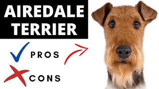 Airedale Terrier Pros And Cons  Should You REALLY Get An AIREDALE TERRIER [upl. by Emolas]