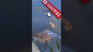 The water dinosaur  fishing youwontbelievewhathappens funny viralvideo nature seacreature [upl. by Moskow333]