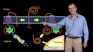 Deshaies Amgen 3 Targeting the ubiquitinproteasome system in cancer [upl. by Klockau498]